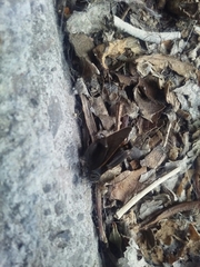 Lycaenidae