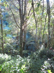 Melicytus ramiflorus ramiflorus