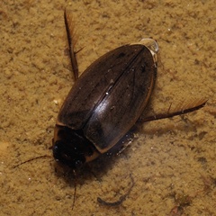 Colymbetes fuscus