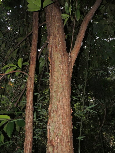 Eugenia brasiliensis