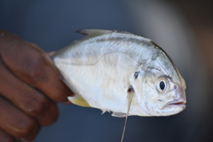 Caranx caninus