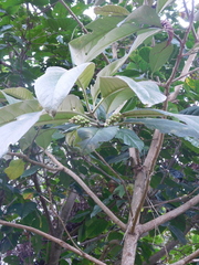 Citharexylum subflavescens