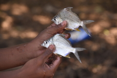 Diapterus peruvianus