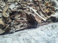 Lycaenidae
