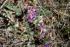 Astragalus shortianus