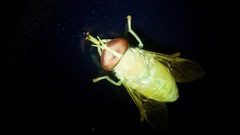 Chlorotabanus crepuscularis