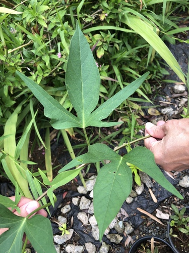 Ipomoea batatas observed 2019-05-02