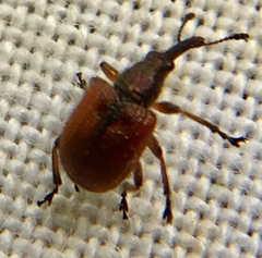 Tatianaerhynchites aequatus