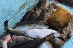 Sphoeroides annulatus