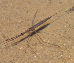 Ranatra linearis