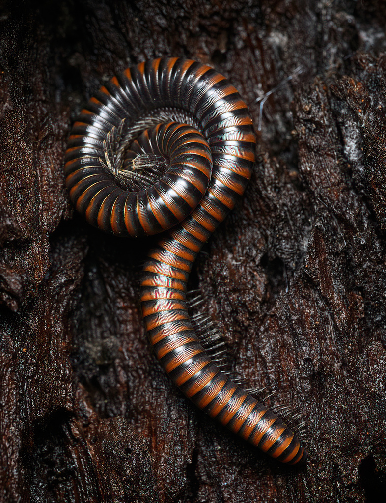 Paeromopus angusticeps