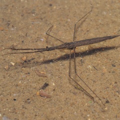 Ranatra linearis