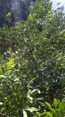 Trichilia havanensis