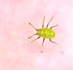Icerya seychellarum