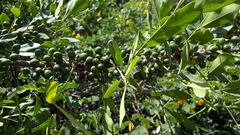 Trichilia havanensis