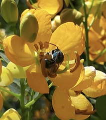 Pseudaugochlora graminea