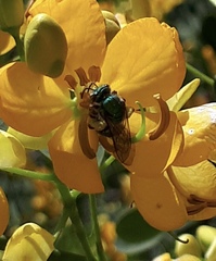 Pseudaugochlora graminea