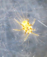 Icerya seychellarum