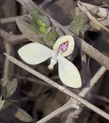 Tetramerium