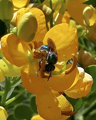 Pseudaugochlora graminea