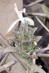 Tetramerium