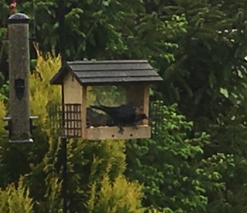 Brown-headed Cowbird photographed in Ohio