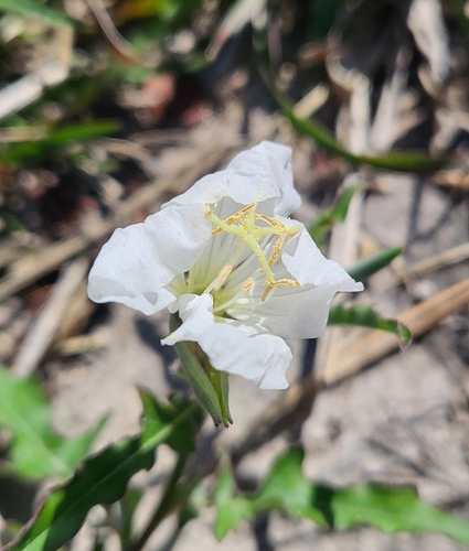 Image of Oenothera tetraptera by (c) Nicole, some rights reserved (CC BY)