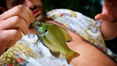 Lepomis macrochirus purpurascens