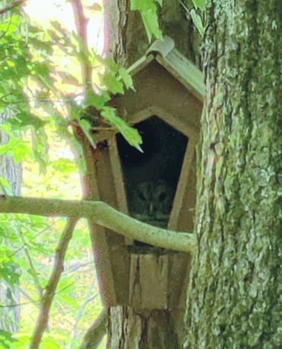 Barred Owl photographed in Alabama