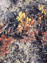Chorizanthe procumbens
