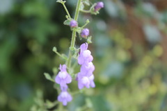 Sairocarpus nuttallianus