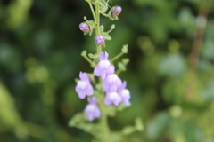 Sairocarpus nuttallianus