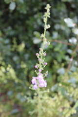 Sairocarpus nuttallianus