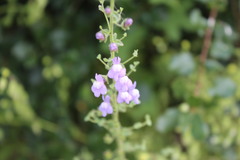 Sairocarpus nuttallianus