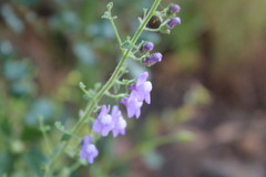 Sairocarpus nuttallianus