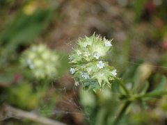 Valerianella discoidea