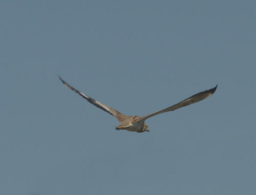 Alcaraván común (Burhinus oedicnemus)