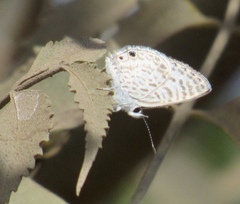 Leptotes cassius cassidula