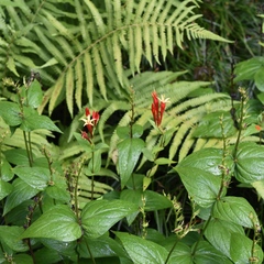 Spigelia marilandica