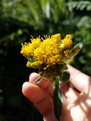 Senecio aronicoides