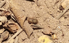 Euoniticellus intermedius