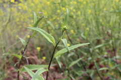 Helianthus gracilentus