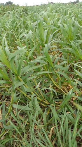 Louisiella elephantipes, 2024-05-04