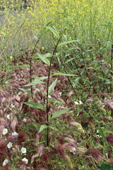 Helianthus gracilentus