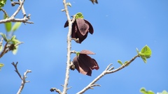 Sapranthus microcarpus