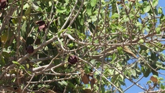 Sapranthus microcarpus