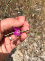 Clarkia purpurea