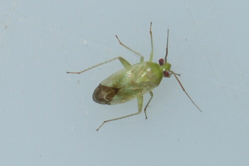 Broken-backed Bug photo 4