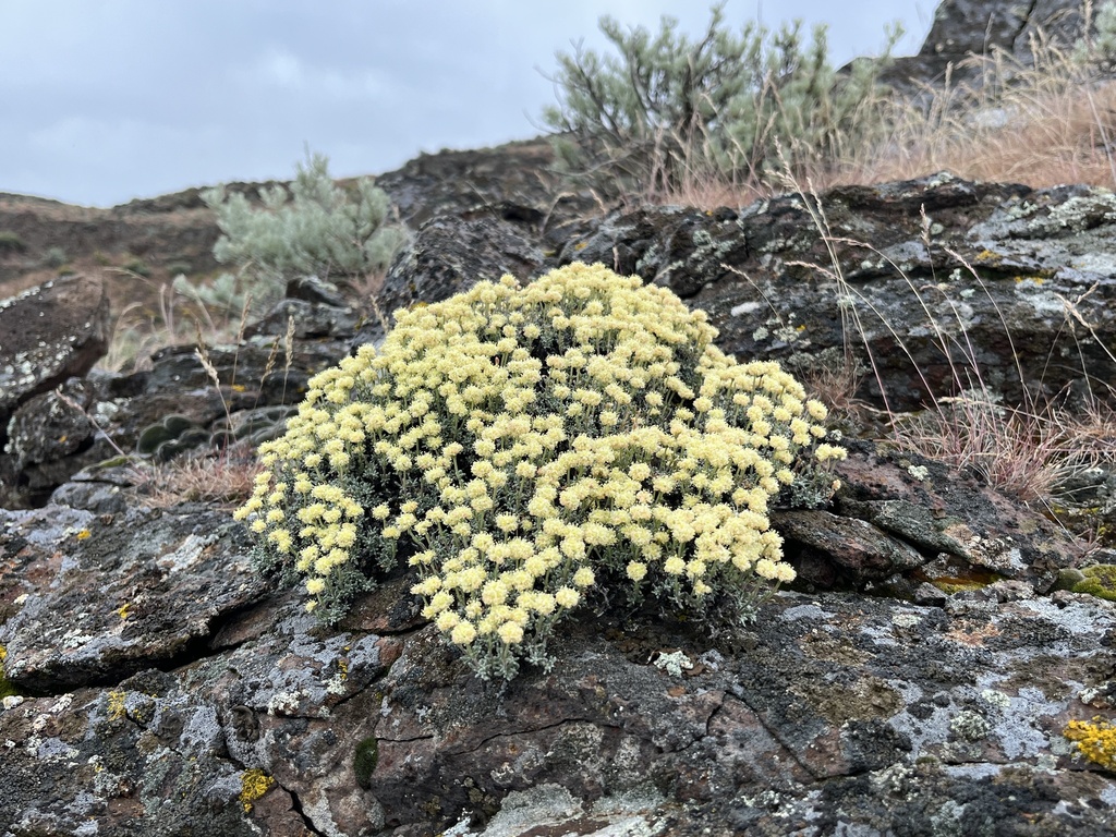 thymeleaf buckwheat from Royal City, WA, US on May 4, 2024 at 1057 AM