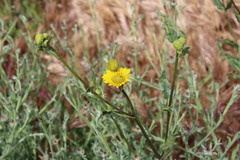 Helianthus gracilentus